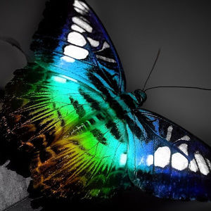 Meet your Posher, Berena